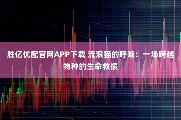 胜亿优配官网APP下载 流浪猫的呼唤：一场跨越物种的生命救援